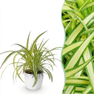Chlorophytum comosum Variegatum - Bonte Graslelie - Huisdiervriendelijke Plant - Groen - met Potter Wit