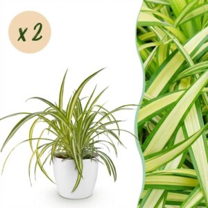 Chlorophytum comosum Variegatum - Bonte Graslelie - Huisdiervriendelijke Plant - Groen - 2 Planten - met Potter Wit