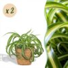 Chlorophytum comosum Bonnie - Krullende Graslelie - Huisdiervriendelijke Plant - Groen - 2 Planten - met Mand
