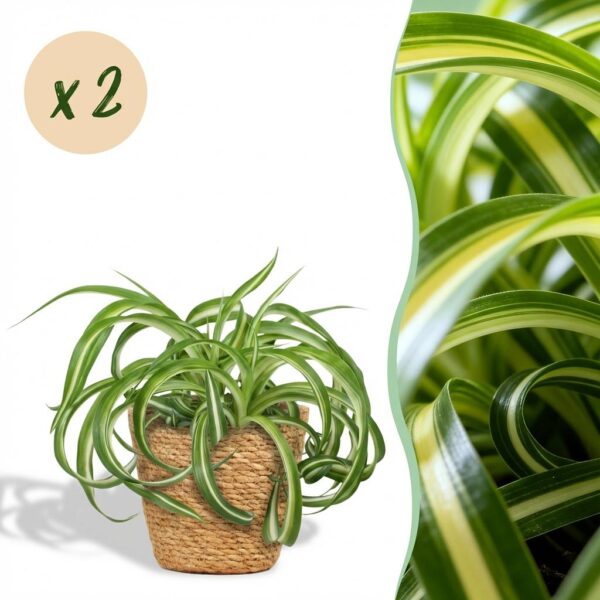 Chlorophytum comosum Bonnie - Krullende Graslelie - Huisdiervriendelijke Plant - Groen - 2 Planten - met Mand