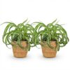 Chlorophytum comosum Bonnie - Krullende Graslelie - Huisdiervriendelijke Plant - Groen - 2 Planten - met Mand