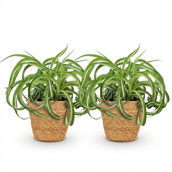 Chlorophytum comosum Bonnie - Krullende Graslelie - Huisdiervriendelijke Plant - Groen - 2 Planten - met Mand