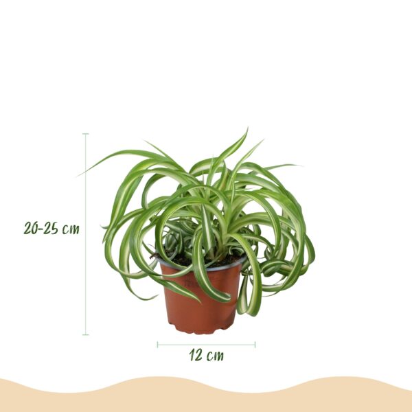 Chlorophytum comosum Bonnie - Krullende Graslelie - Huisdiervriendelijke Plant - Groen - 2 Planten - met Mand