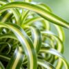 Chlorophytum comosum Bonnie - Krullende Graslelie - Huisdiervriendelijke Plant - Groen - 2 Planten - met Mand