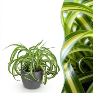 Chlorophytum comosum Bonnie - Krullende Graslelie - Huisdiervriendelijke Plant - Groen - met Potter Grijs