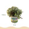 Calissia repens - Kattengras - Huisdiervriendelijk - Groen - 2 Planten - met Mand