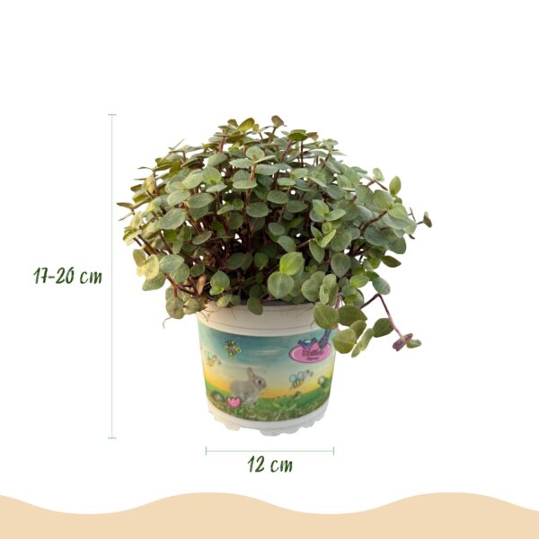 thumbnail_6000-2170.jpg Calissia repens - Kattengras - Huisdiervriendelijk - Groen - 2 Planten - met Mand