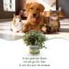 Calissia repens - Kattengras - Huisdiervriendelijk - Groen - met Mand