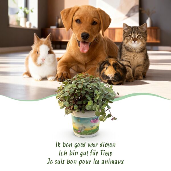 thumbnail_6000-2178.jpg Calissia repens - Kattengras - Huisdiervriendelijk - Groen - met Mand