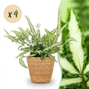 thumbnail_6000-219.jpg Pteris cretica Albolineata - Lintvaren - Huisdiervriendelijke Plant - Groen - 4 Planten - met Mand
