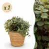 Calissia repens - Kattengras - Huisdiervriendelijk - Groen - 2 Planten - met Mand