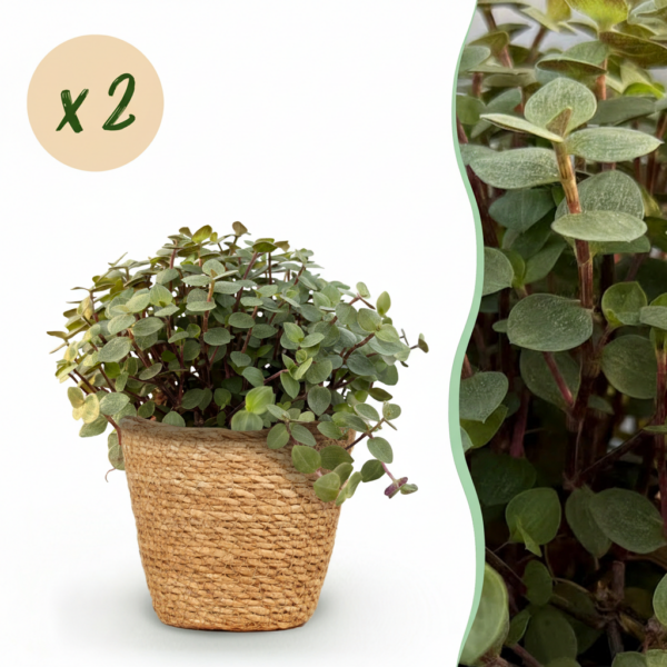 thumbnail_6000-22.png Calissia repens - Kattengras - Huisdiervriendelijk - Groen - 2 Planten - met Mand