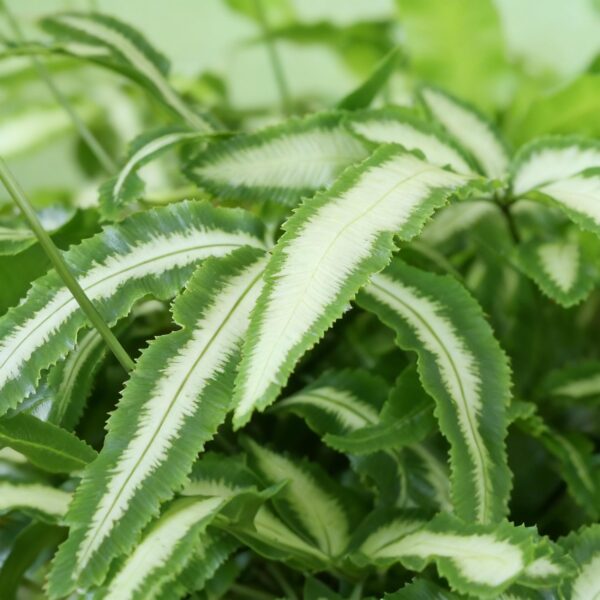 Pteris cretica Albolineata - Lintvaren - Huisdiervriendelijke Plant - Groen - 4 Planten - met Mand