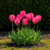 Bloembollen - Tulp Triumph Pink - Roze - 15 stuks - Bolmaat 11/12