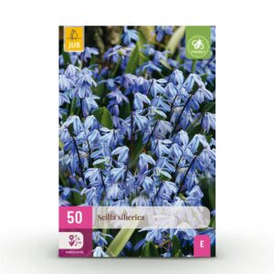 Scilla Siberica - Siberische sterhyacint - Blauw - Verwilderingsbol - Bolmaat 7/8 | 50 stuks