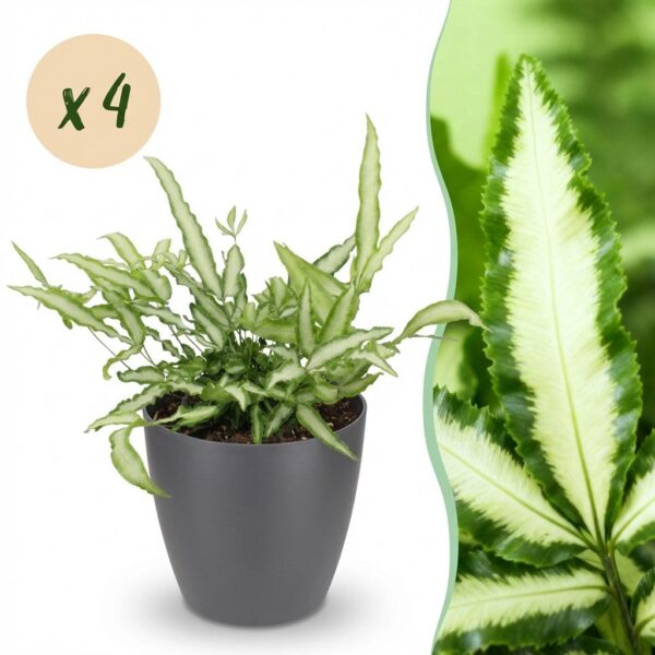 Pteris cretica Albolineata - Lintvaren - Huisdiervriendelijke Plant - Groen - 4 Planten - met Potter Grijs