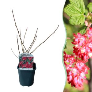 thumbnail_6000-2297.jpg Ribes sanguineum Kind Edward - Bloem Rood - Bladverliezend - Weinig Onderhoud