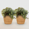 Calissia repens - Kattengras - Huisdiervriendelijk - Groen - 2 Planten - met Mand
