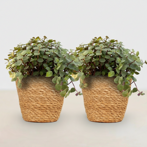 thumbnail_6000-23.png Calissia repens - Kattengras - Huisdiervriendelijk - Groen - 2 Planten - met Mand