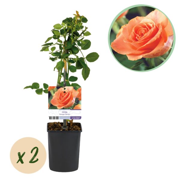 Klimroos - Rosa Orange Climber - Bloem Oranje - Weinig onderhoud - 2 planten