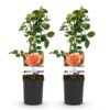 Klimroos - Rosa Orange Climber - Bloem Oranje - Weinig onderhoud - 2 planten