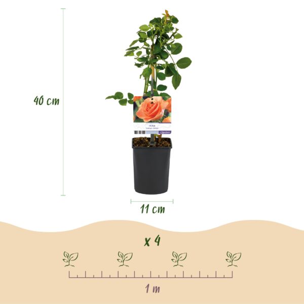 Klimroos - Rosa Orange Climber - Bloem Oranje - Weinig onderhoud - 2 planten