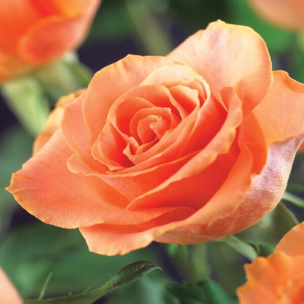 Klimroos - Rosa Orange Climber - Bloem Oranje - Weinig onderhoud - 2 planten
