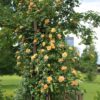 Klimroos - Rosa Orange Climber - Bloem Oranje - Weinig onderhoud - 2 planten