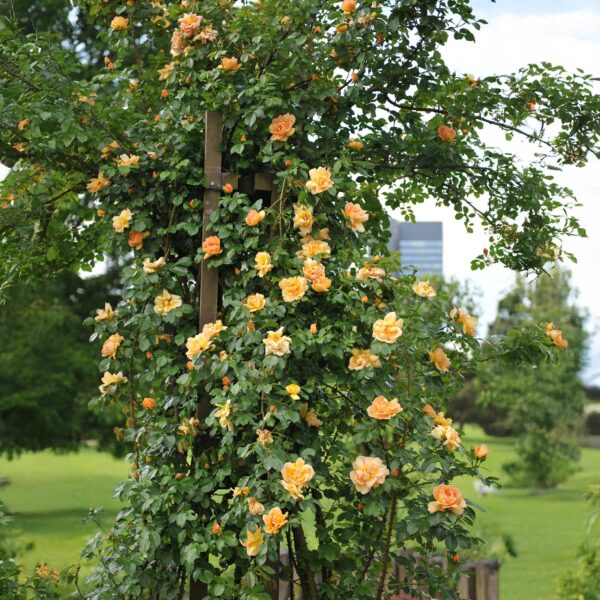 Klimroos - Rosa Orange Climber - Bloem Oranje - Weinig onderhoud - 2 planten