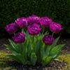 Bloembollen - Tulp Double Lilac - Paars - 50 stuks - Bolmaat 11/12