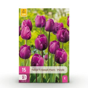 15x Tulipa Triumph Purple - Triomftulp - Paars - Voorjaarsbloeier - Bolmaat 11/12