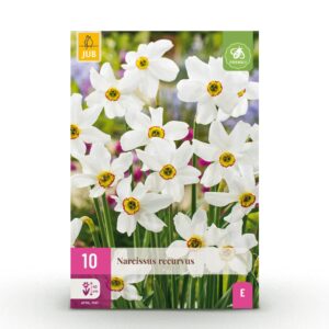 10x Narcissus Recurvus - Witte fakkelnarcis - Wit - Voorjaarsbloeier - Bolmaat 12/14