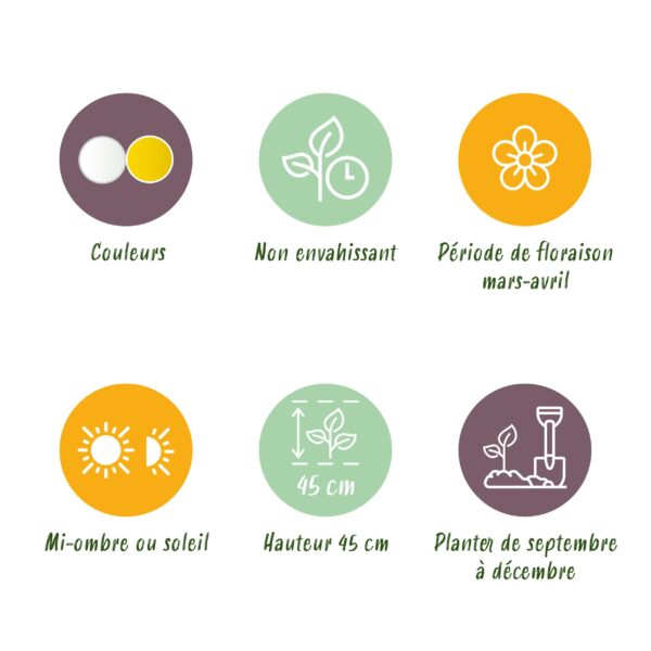 thumbnail_6000-2357.jpg Bloembollen - Narcis Double mix - Geel en Wit - 10 stuks - Bolmaat 12/14