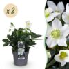 Kerstroos - Helleborus Christmas Carol  - Witte Bloem -2 Planten - Groenblijvend