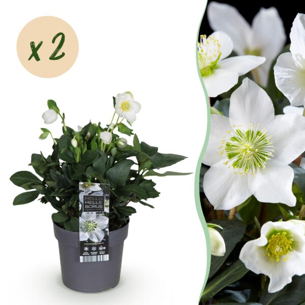 Kerstroos - Helleborus Christmas Carol  - Witte Bloem -2 Planten - Groenblijvend