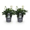 Kerstroos - Helleborus Christmas Carol  - Witte Bloem -2 Planten - Groenblijvend