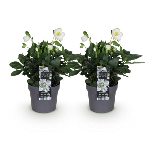 Kerstroos - Helleborus Christmas Carol  - Witte Bloem -2 Planten - Groenblijvend