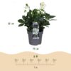 Kerstroos - Helleborus Christmas Carol  - Witte Bloem -2 Planten - Groenblijvend