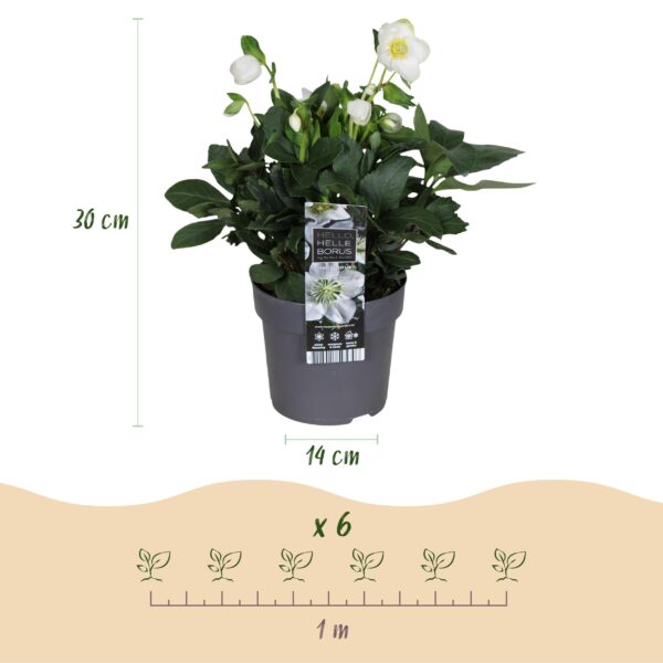 Kerstroos - Helleborus Christmas Carol  - Witte Bloem -2 Planten - Groenblijvend