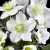 Kerstroos - Helleborus Christmas Carol  - Witte Bloem -2 Planten - Groenblijvend