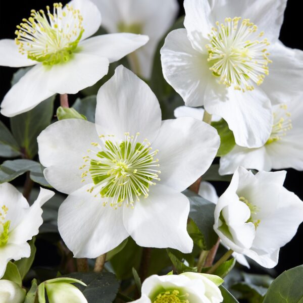 Kerstroos - Helleborus Christmas Carol  - Witte Bloem -2 Planten - Groenblijvend