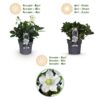 Kerstroos - Helleborus Christmas Carol  - Witte Bloem -2 Planten - Groenblijvend