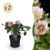 Helleborus orientalis Double Ellen Pink - Roze Bloem -2 Planten - Groenblijvend