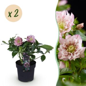 thumbnail_6000-2385.jpg Helleborus orientalis Double Ellen Pink - Roze Bloem -2 Planten - Groenblijvend