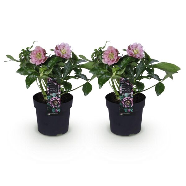 Helleborus orientalis Double Ellen Pink - Roze Bloem -2 Planten - Groenblijvend