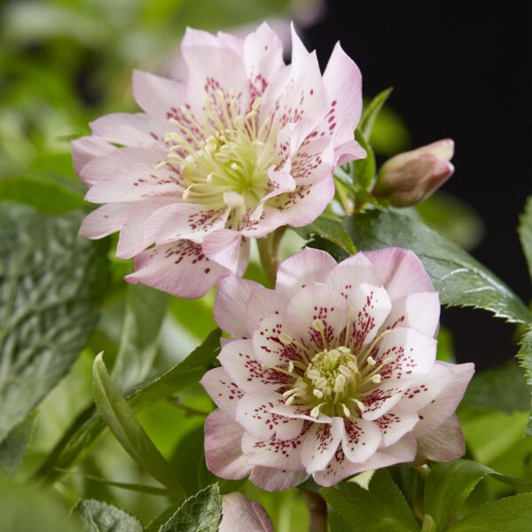Helleborus orientalis Double Ellen Pink - Roze Bloem -2 Planten - Groenblijvend