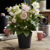 Helleborus orientalis Double Ellen Pink - Roze Bloem -2 Planten - Groenblijvend
