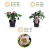 Helleborus orientalis Double Ellen Pink - Roze Bloem -2 Planten - Groenblijvend
