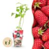 Framboos - Rubus idaeus Heritage - Winterhard - 3 Planten