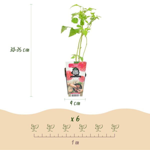 thumbnail_6000-2399.jpg Framboos - Rubus idaeus Heritage - Winterhard - 3 Planten